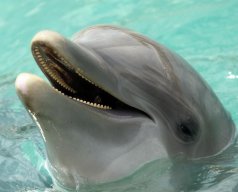 Dolphin97