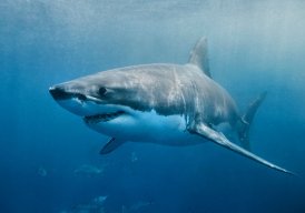Shark
