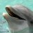 Dolphin97